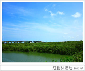 紅樹林溼地